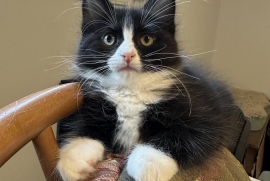 Domestic Medium Hair