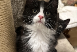 Domestic Medium Hair