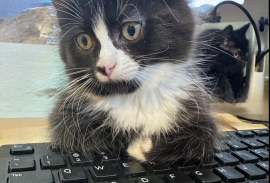 Domestic Medium Hair