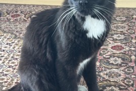 Domestic Medium Hair