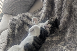 Domestic Short Hair Domestic Short Hair