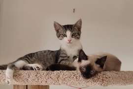 Domestic Short Hair Domestic Short Hair