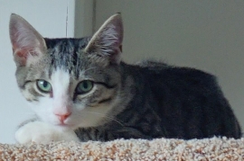 Domestic Short Hair Domestic Short Hair