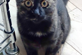 Domestic Short Hair Domestic Short Hair