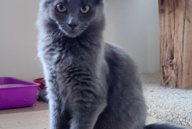 Domestic Medium Hair