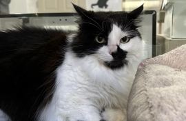 Domestic Long Hair Domestic Long Hair