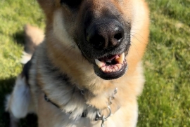 German Shepherd Dog