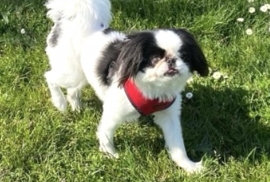 Japanese Chin Japanese Chin
