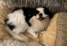 Japanese Chin