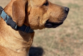 Labrador Retriever