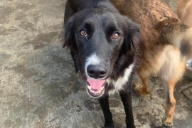 Border Collie