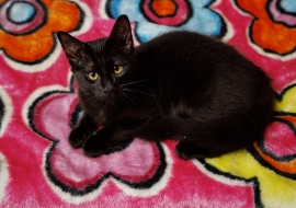 Domestic Medium Hair