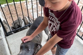 American Staffordshire Terrier