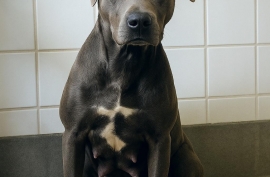 American Staffordshire Terrier