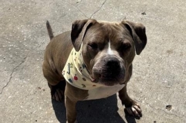 Staffordshire Bull Terrier