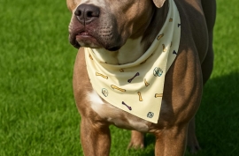 Staffordshire Bull Terrier