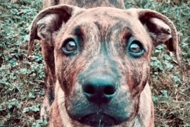 Belgian Shepherd / Malinois