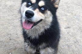 Pomsky