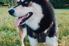Pomsky