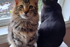 Maine Coon Maine Coon