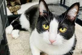 Domestic Short Hair Domestic Short Hair