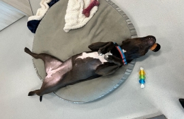 Pit Bull Terrier