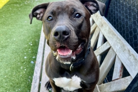 Pit Bull Terrier