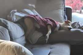 Terrier