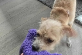 Terrier