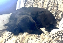 Spaniel