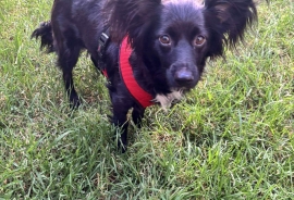 Spaniel
