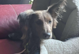 Spaniel