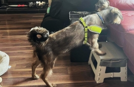 Spaniel