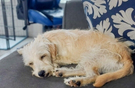 Wirehaired Terrier