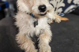 Wirehaired Terrier