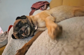 Pug