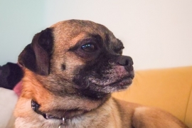 Pug