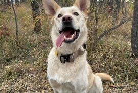 Mixed Breed