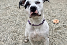 American Staffordshire Terrier