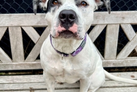 American Staffordshire Terrier