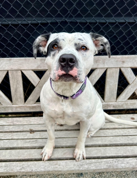 American Staffordshire Terrier