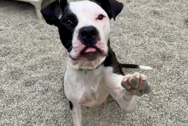 American Bully