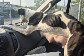 American Bully