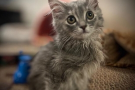 Domestic Medium Hair