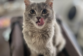 Domestic Medium Hair