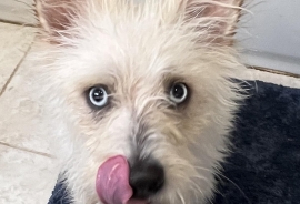 Terrier