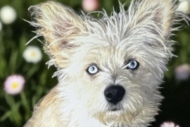 Terrier