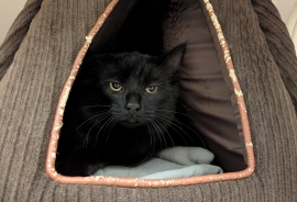 Domestic Medium Hair