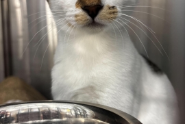 Domestic Short Hair Domestic Short Hair