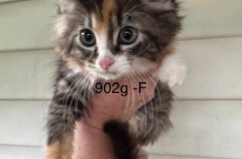 Domestic Medium Hair